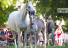BZ7T8354 Lipizzaner im Burggarten Foto Pfluegl 160719